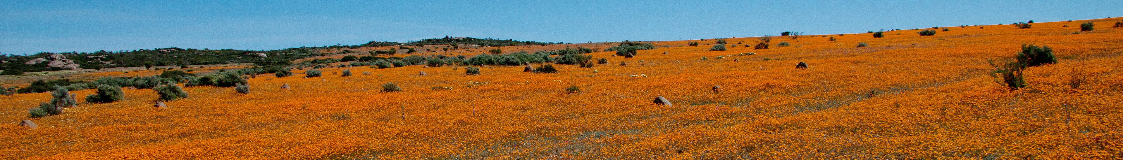 Northern Cape flowers